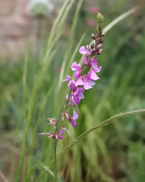 Desmodium canadense - Kanadischer Wandelklee