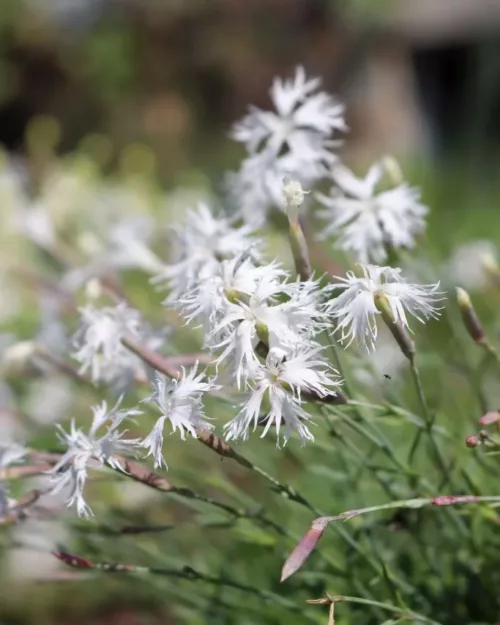 Dianthus 'Little Maiden', Sandnelke