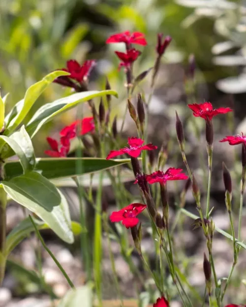 Dianthus deltoides 'Rotkäppchen', Heidennelke