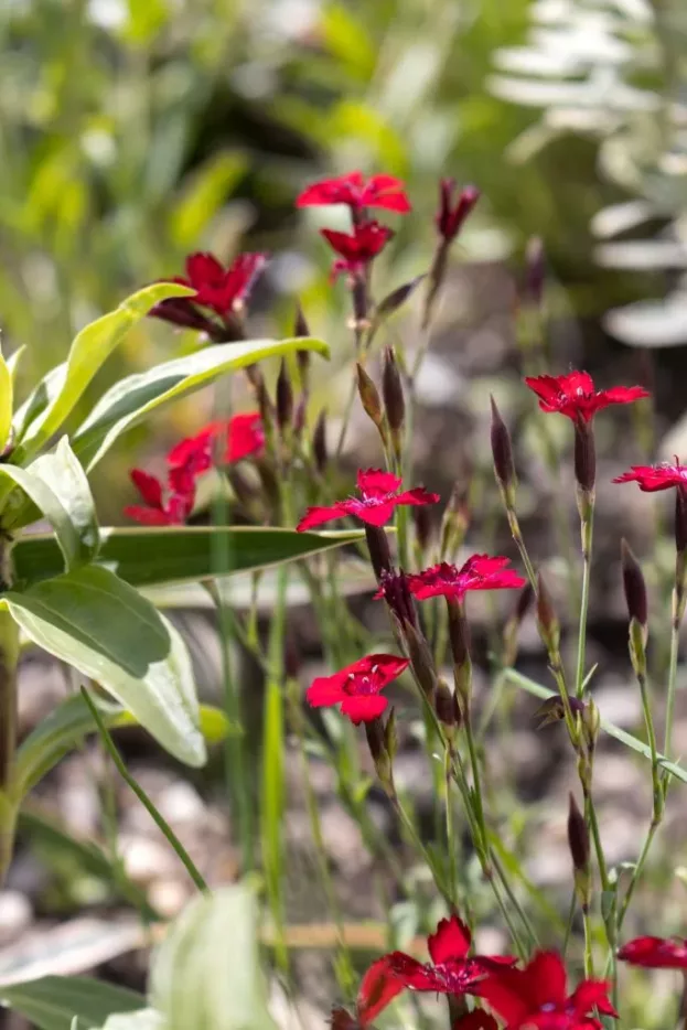 Dianthus deltoides 'Rotkäppchen', Heidennelke