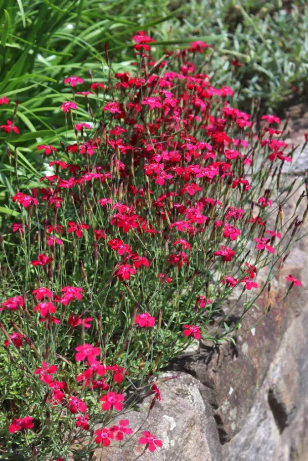 Dianthus deltoides 'Rotkäppchen', Heidennelke