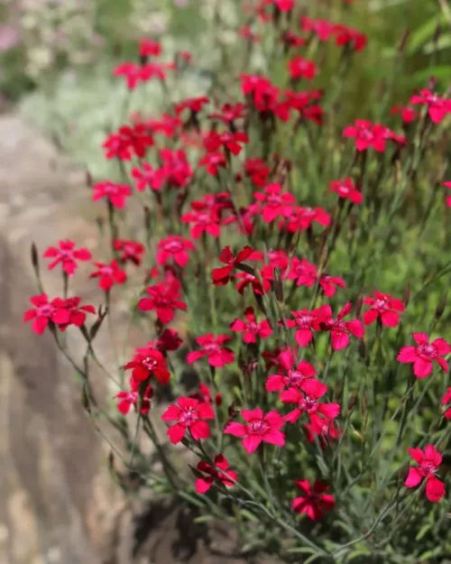 Dianthus deltoides 'Rotkäppchen', Heidennelke