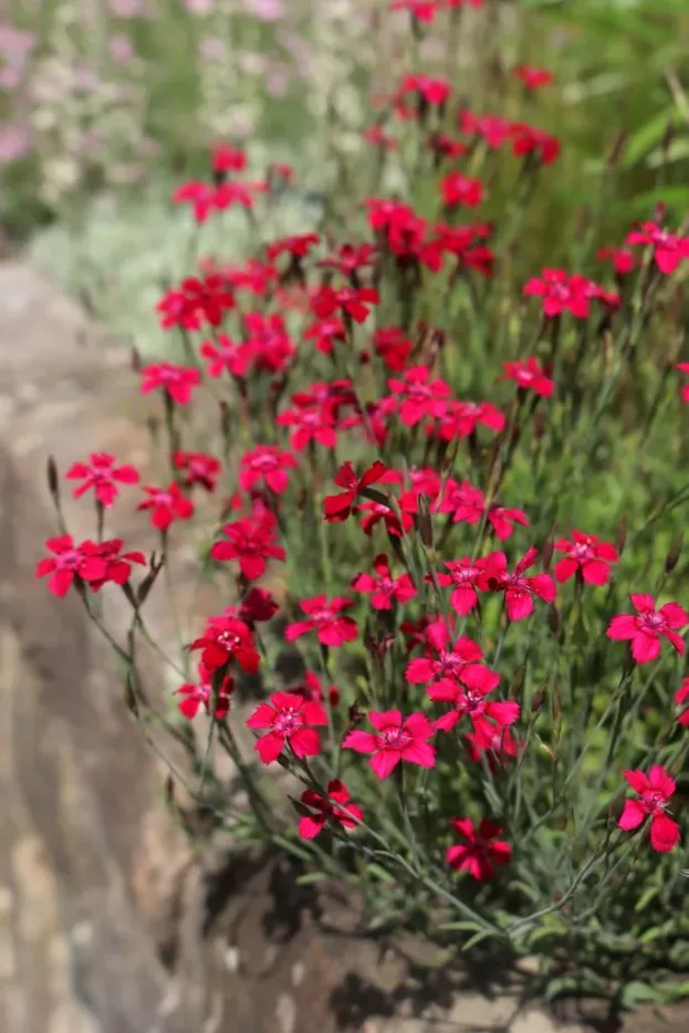 Dianthus deltoides 'Rotkäppchen', Heidennelke