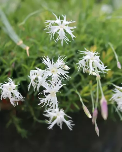 Dianthus arenarius f. nanus 'Little Maiden'