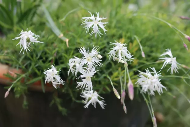 Dianthus arenarius f. nanus 'Little Maiden'