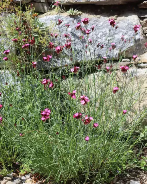 Dianthus giganteus - Riesen-Nelke