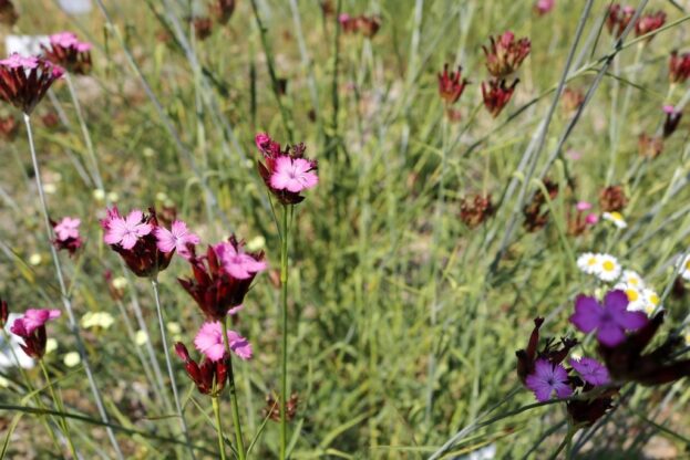 Dianthus giganteus, Riesen-Nelke