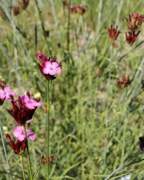 Dianthus giganteus, Riesen-Nelke
