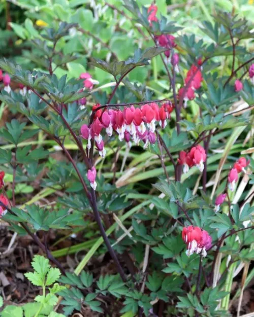 Dicentra 'Valentine', Herzblume