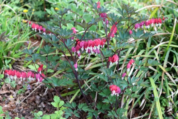 Dicentra 'Valentine', Herzblume