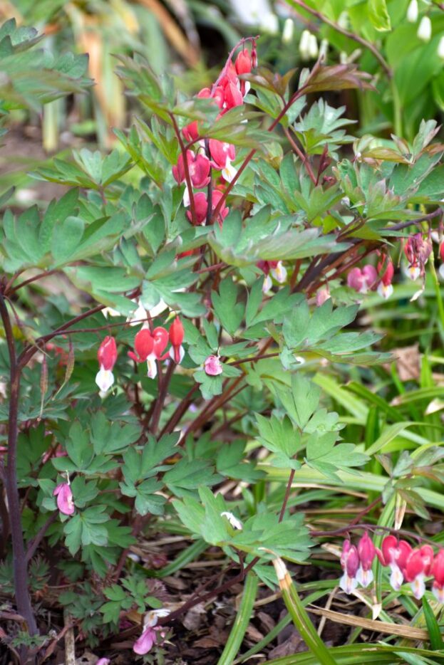 Dicentra spectabilis Valentine - Tränendes Herz