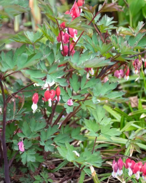 Dicentra spectabilis Valentine - Tränendes Herz