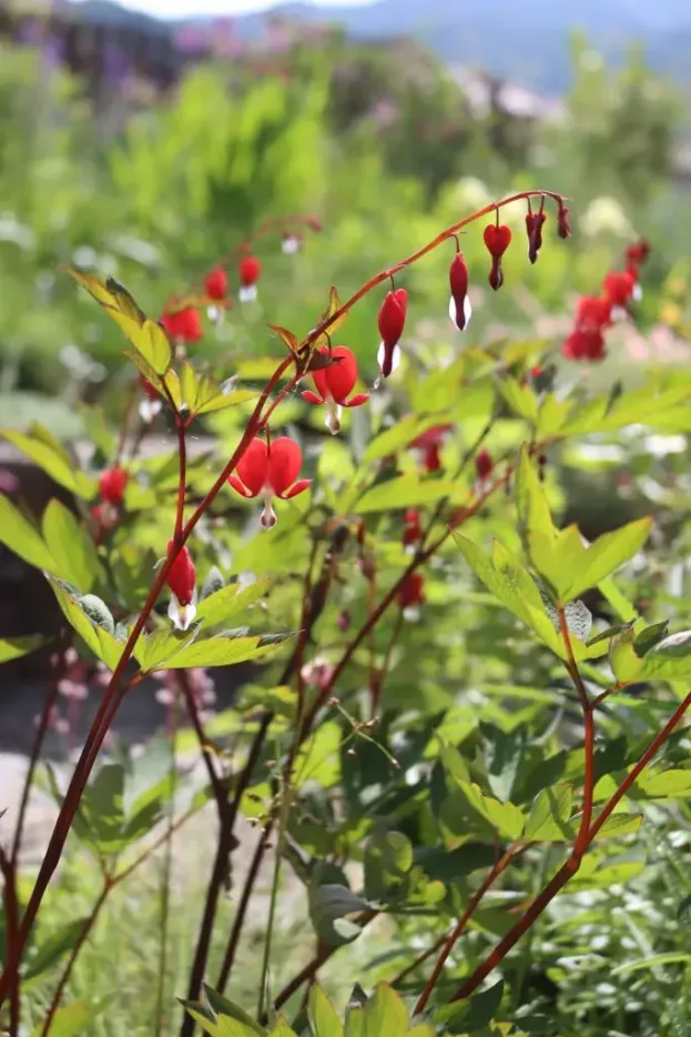 Dicentra 'Valentine', Herzblume