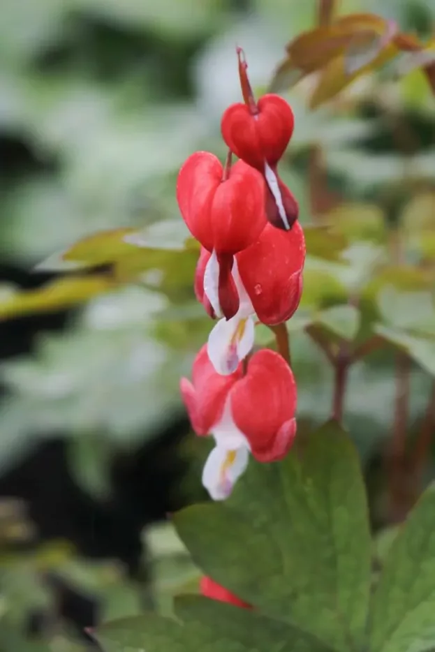 Dicentra spectabilis Valentine