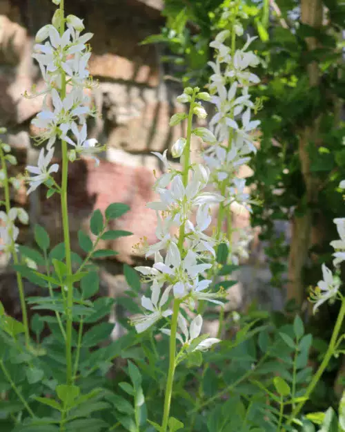 Dictamnus albus 'Albiflorus', Diptam