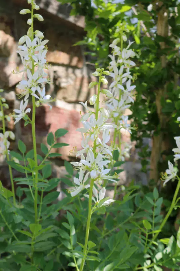 Dictamnus albus 'Albiflorus', Diptam