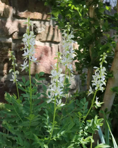 Dictamnus albus 'Albiflorus', Diptam