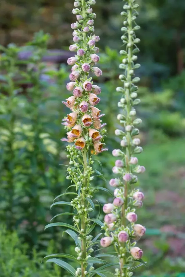 Digitalis ferruginea, Rostroter Sonnenhut