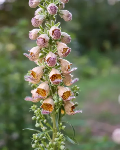 Digitalis ferruginea, Rostroter Sonnenhut