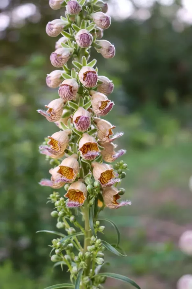 Digitalis ferruginea, Rostroter Sonnenhut