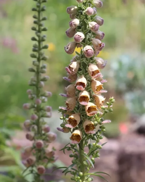 Digitalis ferruginea, Rostroter Sonnenhut