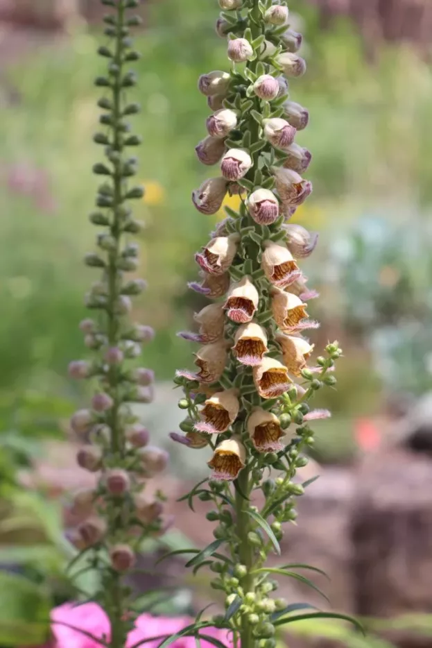 Digitalis ferruginea, Rostroter Sonnenhut