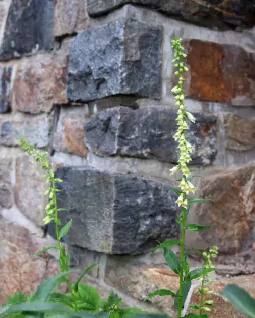 Digitalis lutea - Gelber Fingerhut