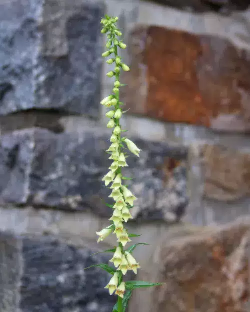 Digitalis lutea - Gelber Fingerhut