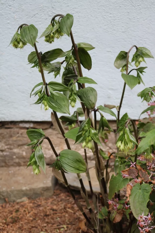 Disporum megalanthum, Großes Feenglöckchen