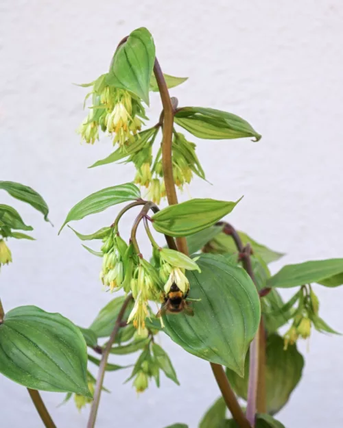 Disporum megalanthum, Großes Feenglöckchen