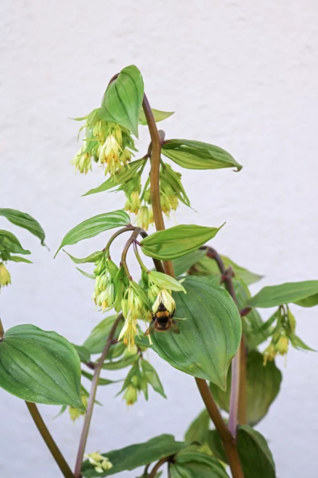 Disporum megalanthum, Großes Feenglöckchen