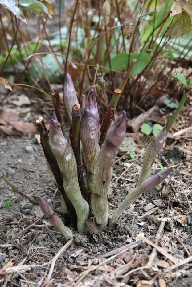 Disporum megalanthum, Großes Feenglöckchen