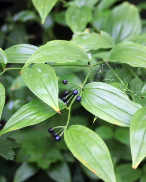 Disporum megalanthum, Großes Feenglöckchen