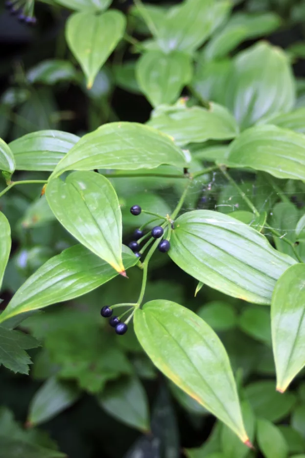 Disporum megalanthum, Großes Feenglöckchen