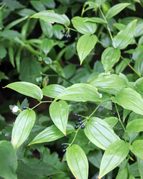 Disporum megalanthum, Großes Feenglöckchen