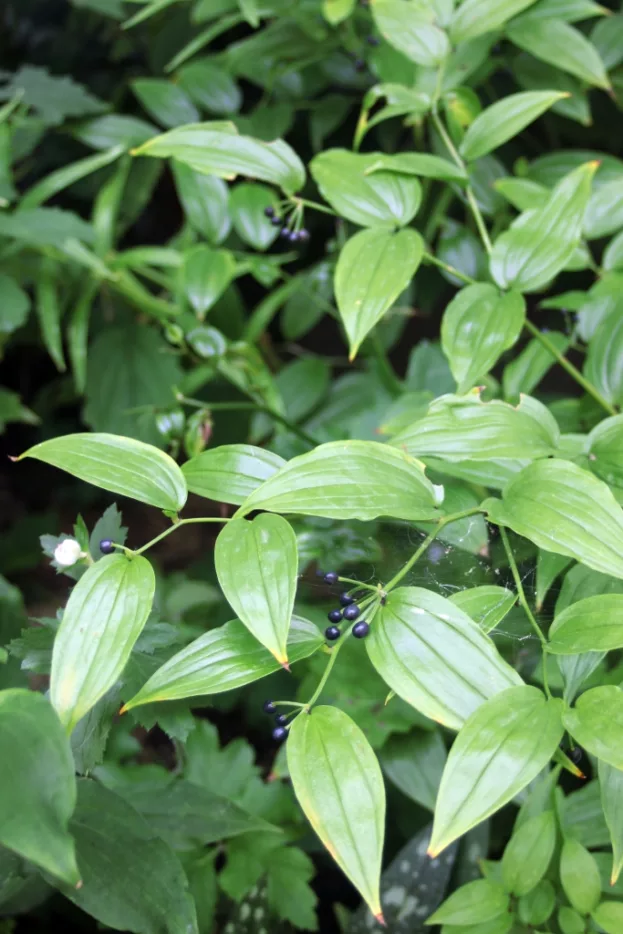 Disporum megalanthum, Großes Feenglöckchen