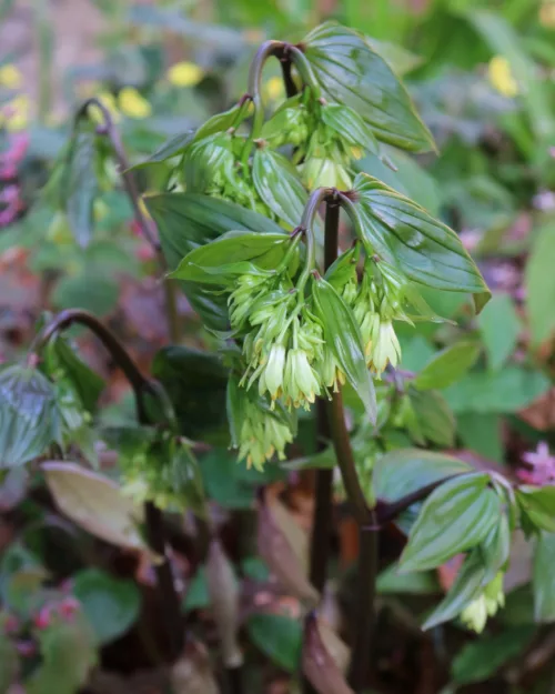Disporum megalanthum, Großes Feenglöckchen