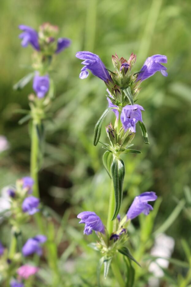 Dracocephalum ruyschiana, Nordischer Natternkopf