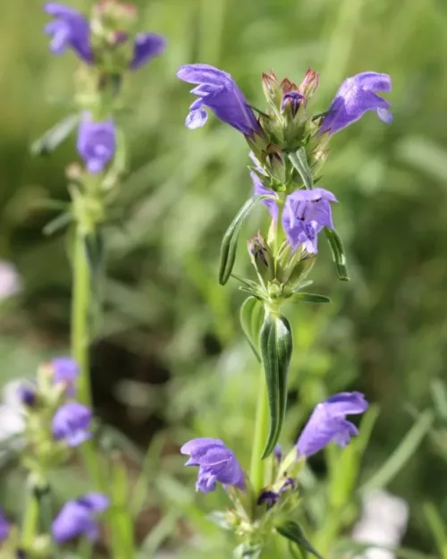 Dracocephalum ruyschiana, Nordischer Natternkopf