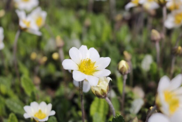 Dryas x suendermanii - Silberwurz