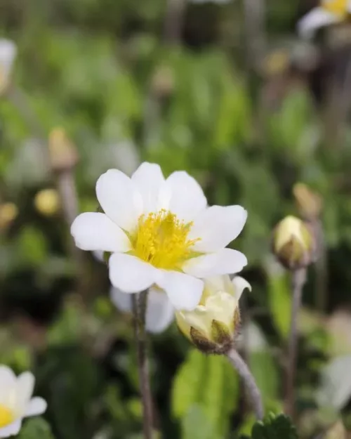 Dryas x suendermanii - Silberwurz