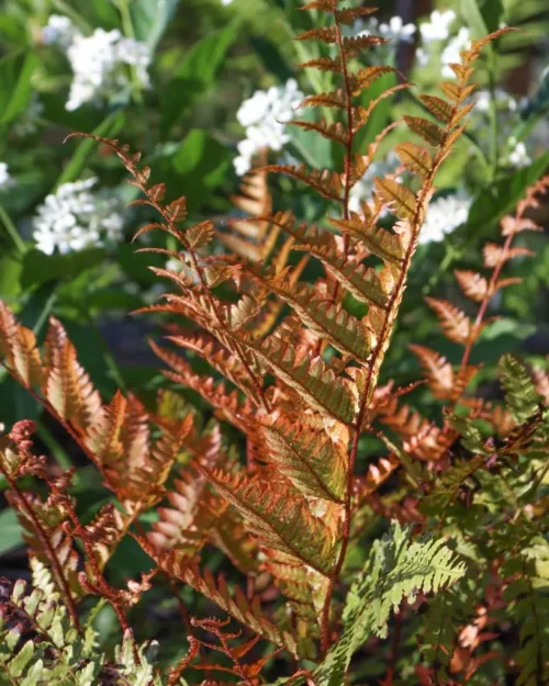 Dryopteris erythrosora, Rotschleierfarn