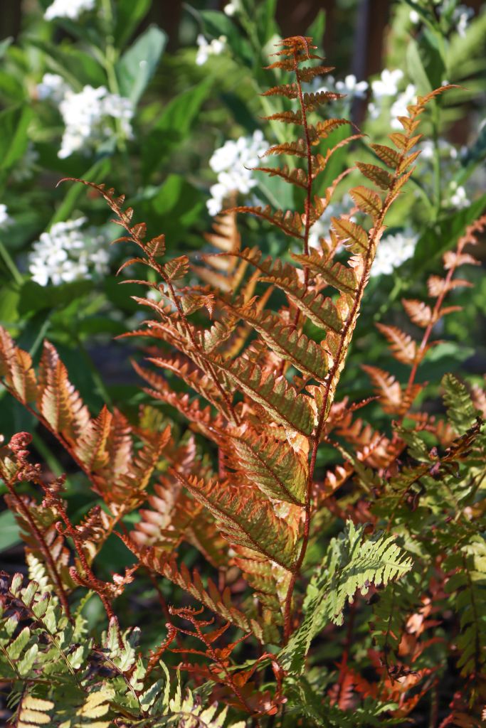 Rotschleierfarn Dryopteris Erythrosora Pflanzkompass
