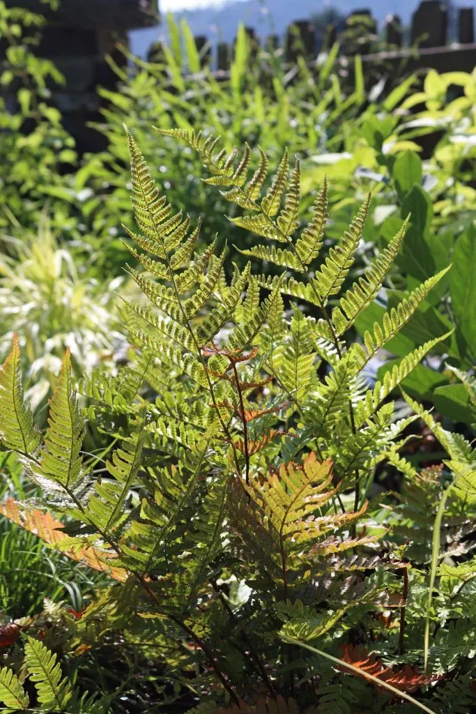 Dryopteris erythrosora 3 jpg Dryopteris erythrosora, Rotschleierfarn