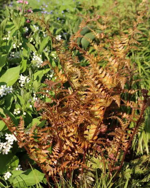 Dryopteris erythrosora, Rotschleierfarn