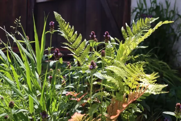 Dryopteris erythrosora, Rotschleierfarn