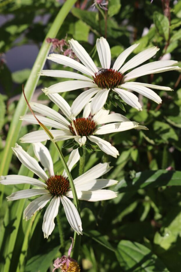 Echinacea Pretty Parasols 'Engeltje', Sonnenhut