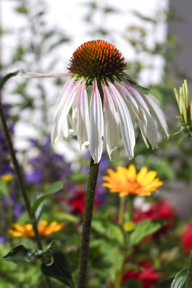 Echinacea Pretty Parasols 'Engeltje', Sonnenhut