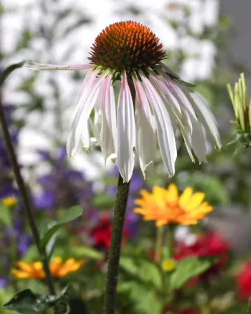 Echinacea Pretty Parasols 'Engeltje', Sonnenhut