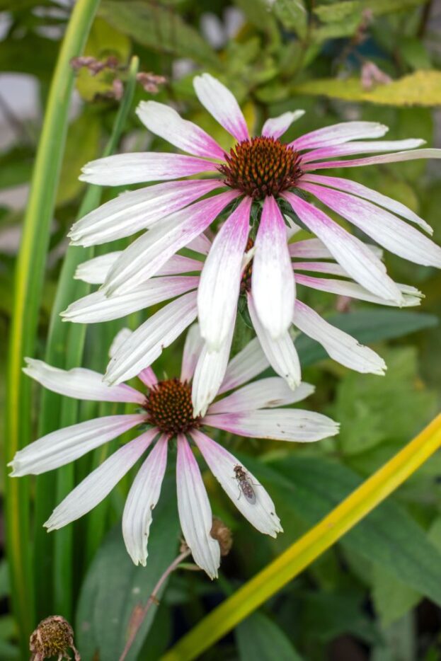 Echinacea Pretty Parasols 'Engeltje', Sonnenhut